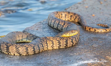 A large Diamondback Water Snake basking on a concrete slab adjacent to a water control structure in a Kansas wetland.