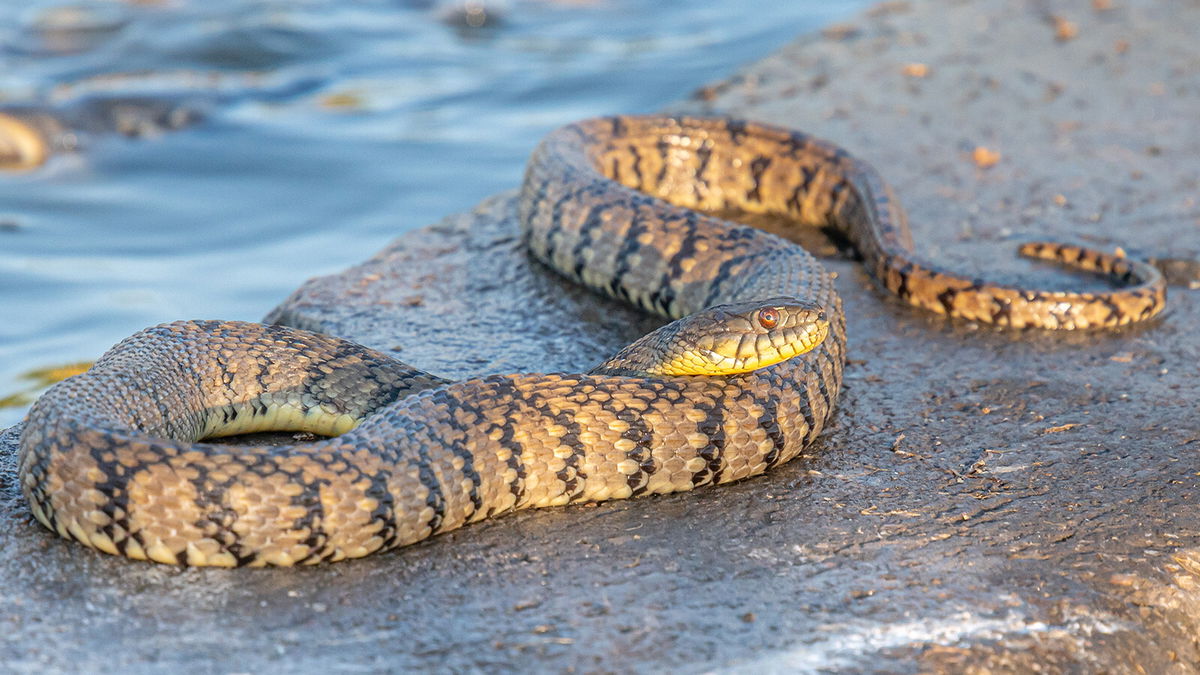 Snake on the diamond  Baseball Hall of Fame