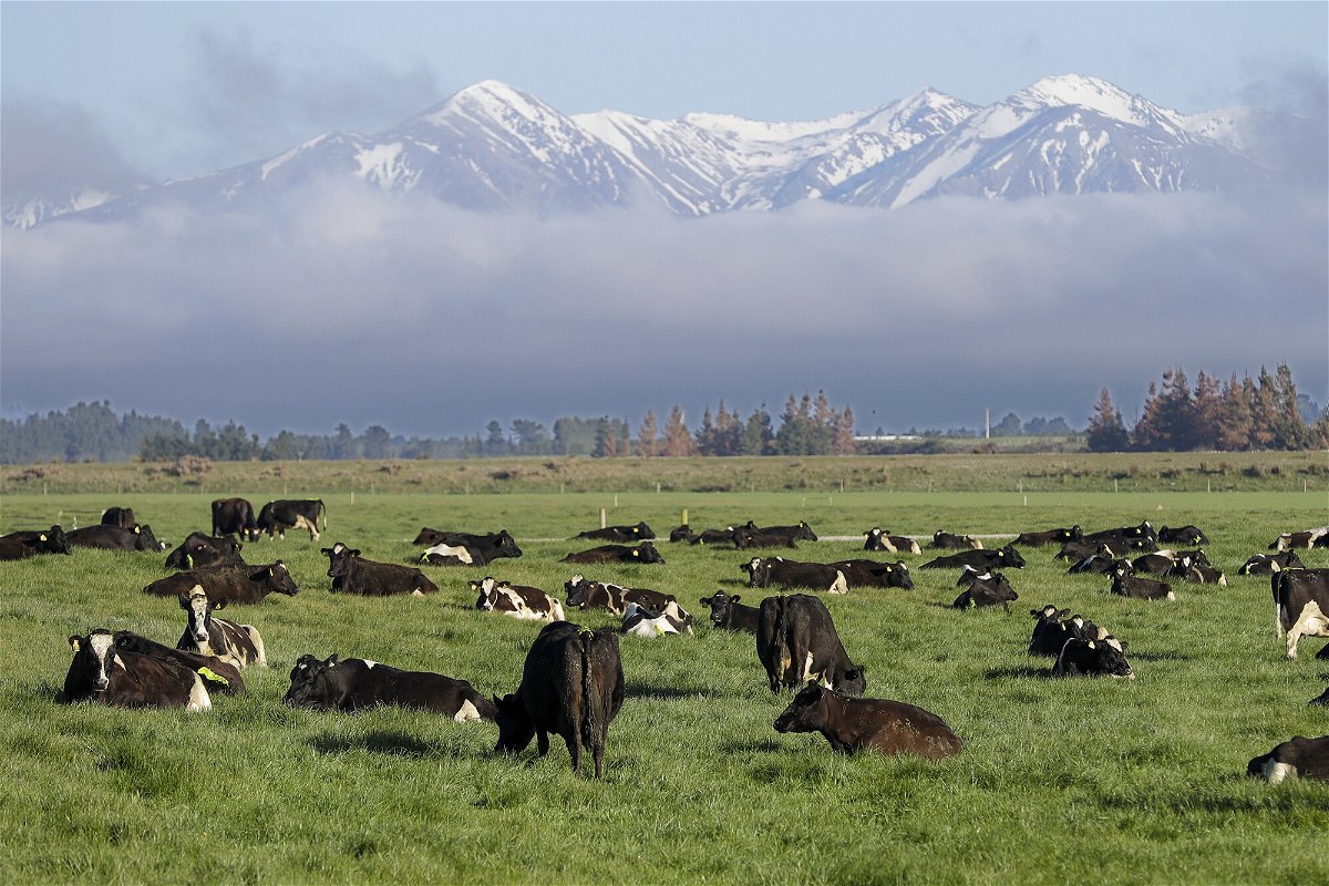 <i>Mark Baker/AP</i><br/>As dairy cows graze on a farm on the South Island of New Zealand