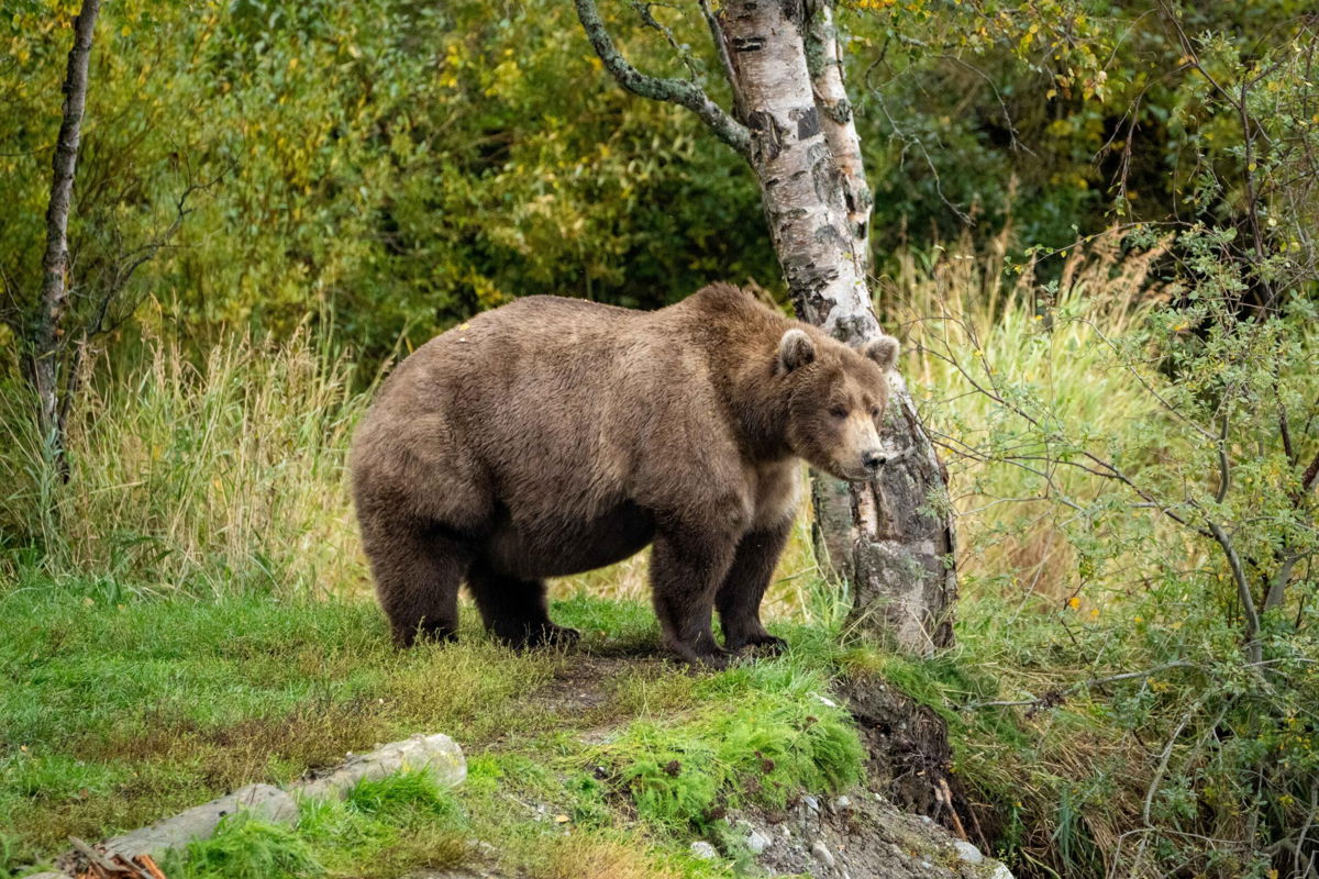 <i>Lian Law/Explore.org</i><br/>Two bears are facing off on Fat Bear Tuesday