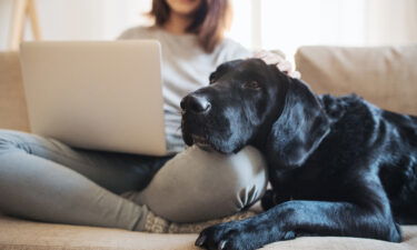 Petting a dog boosts activity in the frontal cortex of the brain