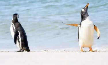 A gentoo penguin tells his friend to talk to the flipper.