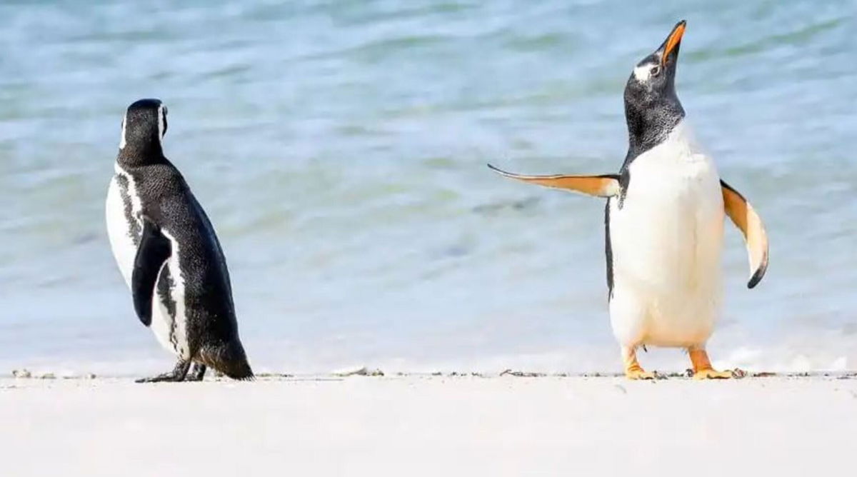 <i>Jennifer Hadley/Comedy Wildlife Photography Awards 2022</i><br/>A gentoo penguin tells his friend to talk to the flipper.