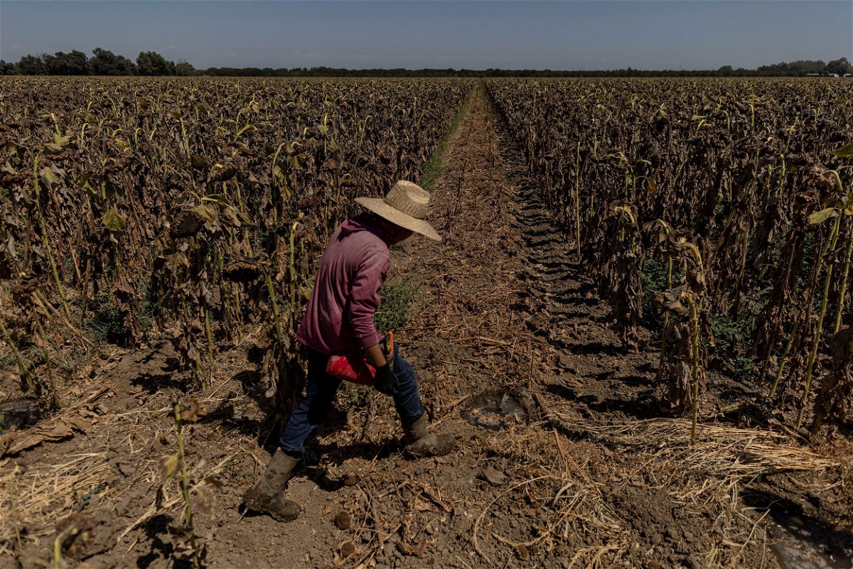 <i>Carlos Barria/Reuters</i><br/>A worker walks along a dried-up field of sunflowers near Sacramento