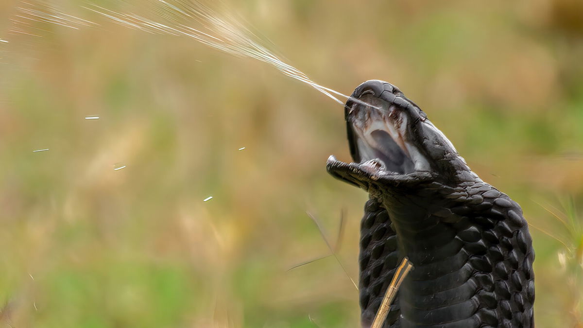 <i>michalsulc1/Getty Images</i><br/>A black-necked spitting cobra projects its venom and at short distances