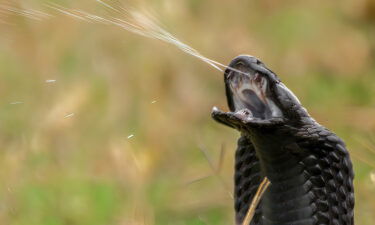 A black-necked spitting cobra projects its venom and at short distances