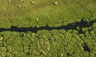 Elephants graze among the lush waterways of the Okavango Delta in Botswana