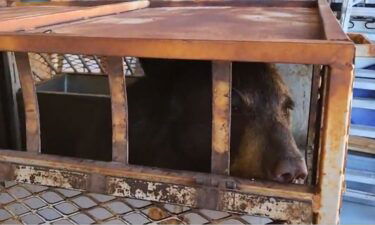 A bear was trapped in Colorado Springs after getting too close to homes.