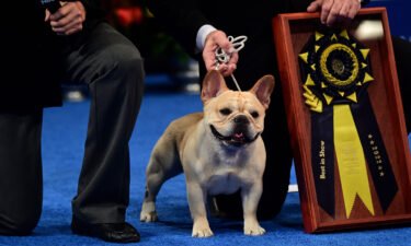 Perry Payson wins the National Dog Show with 3-year-old Winston