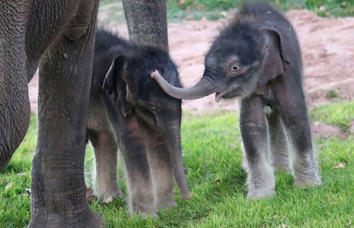 <i>Rosamond Gifford Zoo</i><br/>Zoo staff were shocked when mother Mali delivered a second calf 10 hours after delivering her first.