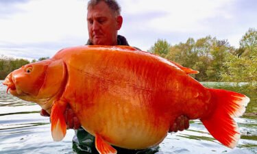 Angler Andy Hackett lands one of the world's biggest goldfish ever caught. The gigantic orange specimen