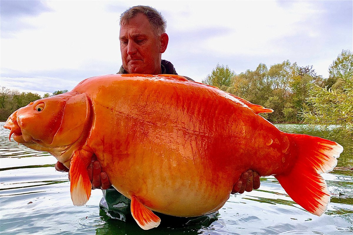 <i>JasonCowler/BNPS</i><br/>Angler Andy Hackett lands one of the world's biggest goldfish ever caught. The gigantic orange specimen