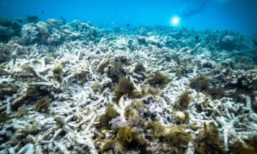 Scientists say the Great Barrier Reef is facing major threats due to the climate crisis and that action to save it needs to be taken with "with upmost urgency."