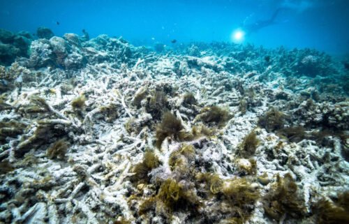 Scientists say the Great Barrier Reef is facing major threats due to the climate crisis and that action to save it needs to be taken with "with upmost urgency."