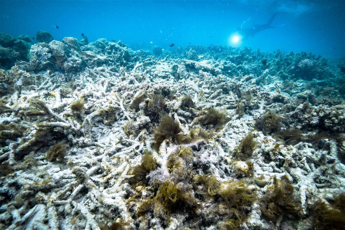 <i>Kyodo News/Getty Images</i><br/>Scientists say the Great Barrier Reef is facing major threats due to the climate crisis and that action to save it needs to be taken with 