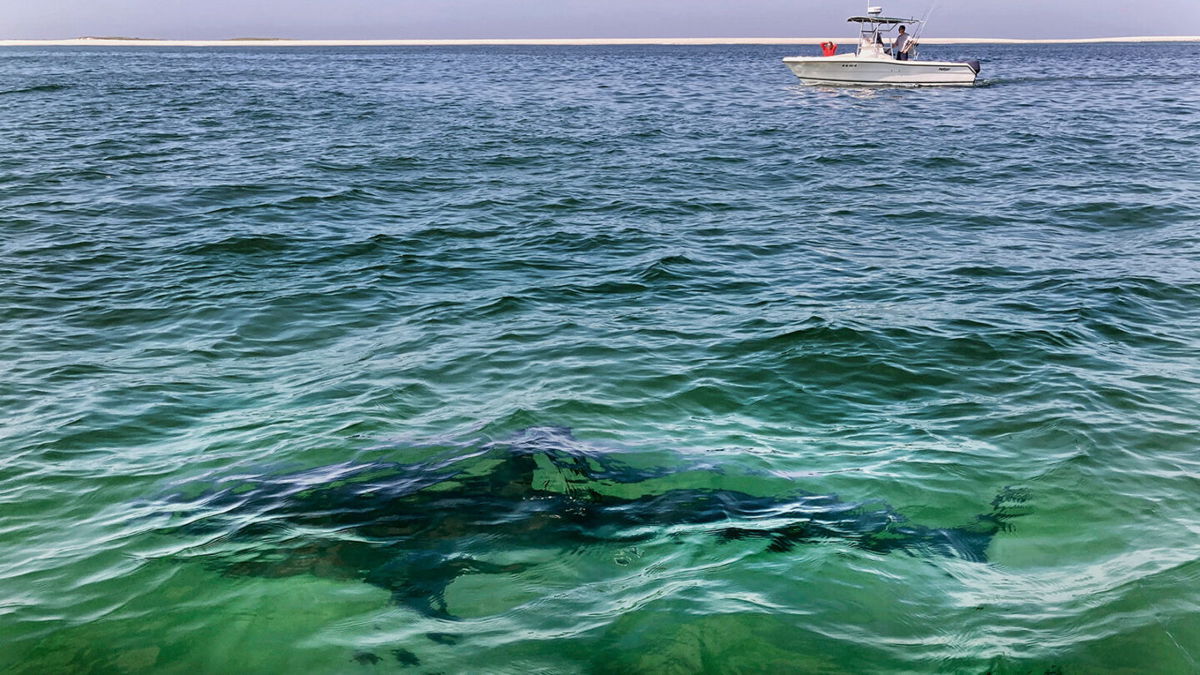 <i>Charles Krupa/AP</i><br/>A white shark swims across a sand bar off the coast of Cape Cod
