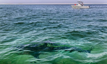 A white shark swims across a sand bar off the coast of Cape Cod