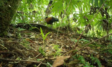 Researchers captured footage of the black-naped pheasant-pigeon 140 years after the bird was last documented.
