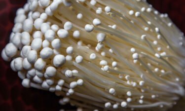 Green Day Produce has recalled its enoki mushroom packages due to a potential Listeria monocytogenes contamination.