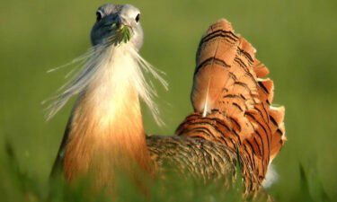 Being healthy is one of the ways a male great bustard can make himself appear attractive to win a female's attention.