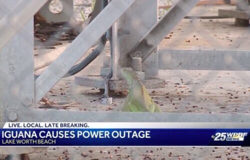 An iguana caused a large-scale power outage in the city of Lake Worth Beach Wednesday.