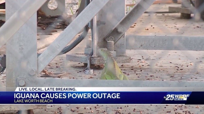 <i>WPBF</i><br/>An iguana caused a large-scale power outage in the city of Lake Worth Beach Wednesday.