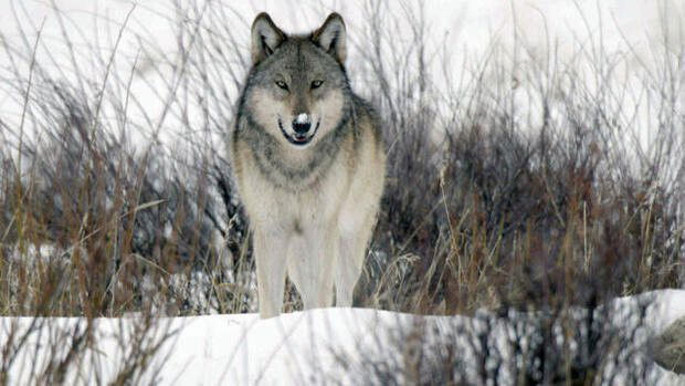 <i>KCNC</i><br/>Colorado Parks and Wildlife will release dozens of gray wolves in its first draft of the wolf reintroduction plan. Voters narrowly approved the reintroduction plan in 2020.