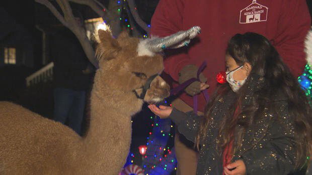 <i>WBZ</i><br/>The Harvard Alpaca Ranch helped with Nev's request.