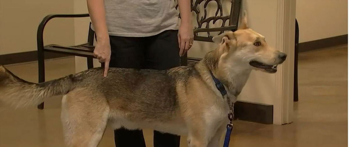 <i>KCTV</i><br/>A woman's missing dog is found 1