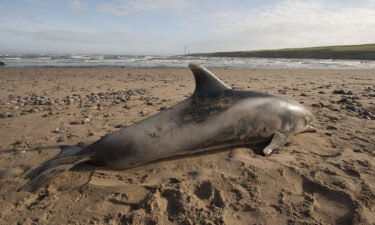 All the specimens were stranded along the Scottish coast such as this white-beaked dolphin on Montrose Beach.