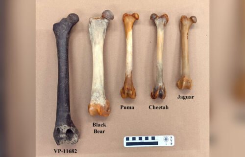 The American lion stood 4 feet tall at the shoulders and measured 5 to 8 feet in length. A femur from the species is the newest addition to the MMNS collection. It is pictured next to other femurs of predators commonly found today.