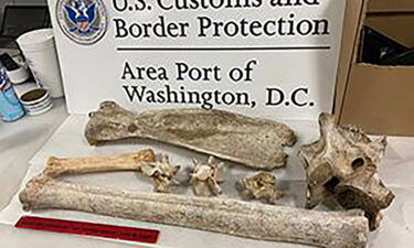 An X-ray examination revealed giraffe and zebra bones in a Virginia traveler's luggage.