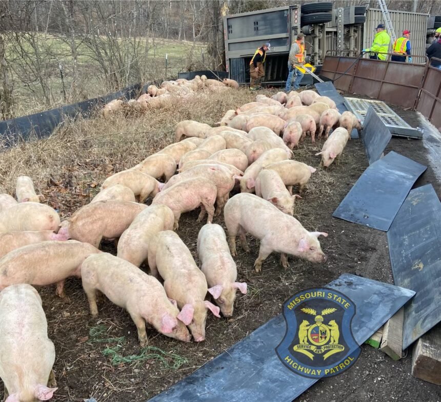 patrol pigs 3