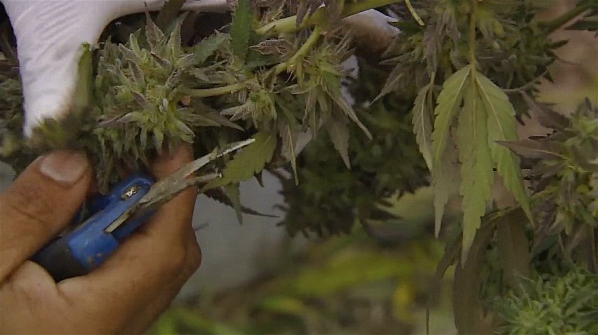 Forms now available for personal marijuana cultivation - ABC17NEWS