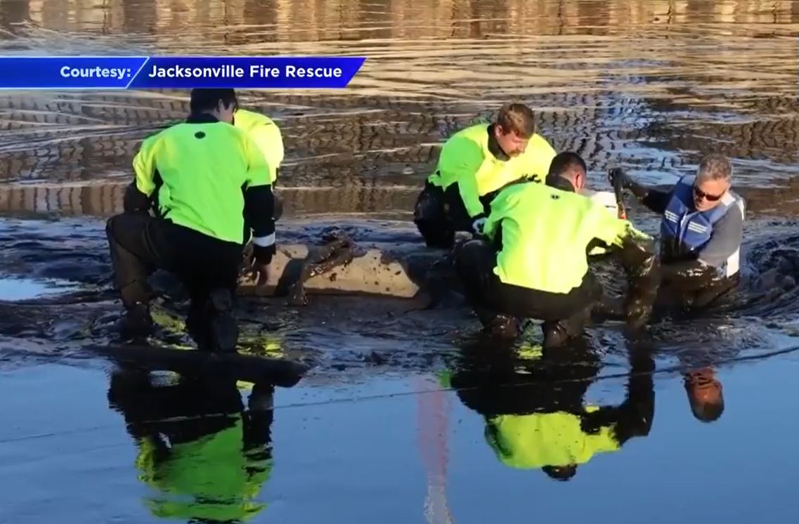 <i>Jacksonville Florida Fire and Recue/WSVN</i><br/>A manatee was freed from a mudbank after fire officials with Jacksonville Florida Fire and Recue spotted the animal.