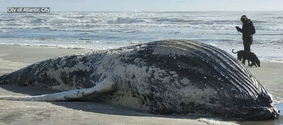 <i></i><br/>Dead whales washing ashore prompt local activists to call on President Biden to halt offshore wind energy activity.