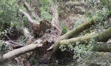 Large trees across the Bay Area are being overwhelmed by severe weather.