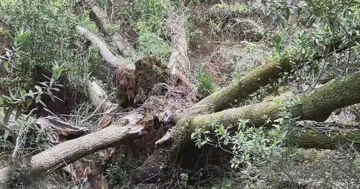 <i>KPIX</i><br/>Large trees across the Bay Area are being overwhelmed by severe weather.