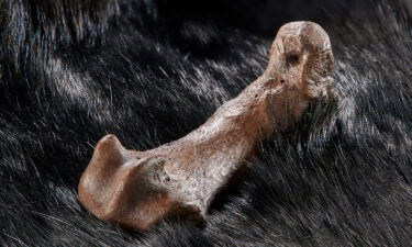 The cave bear foot bone featured detailed cut marks.