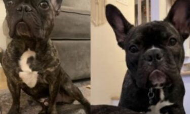 A man from Las Vegas has been arrested and accused in an armed robbery of two French bulldogs from a pregnant woman in Southern California.