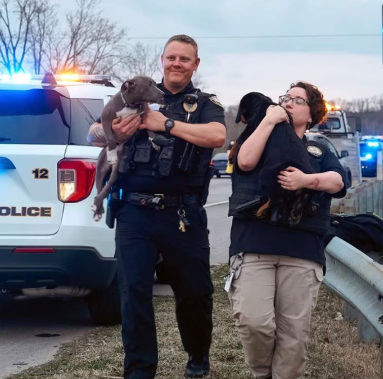 <i>Mount Juliet Police/WSMV</i><br/>Puppies test positive for cocaine after a Mount Juliet Police car chase.