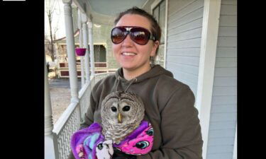 An owl flew through a residential glass window