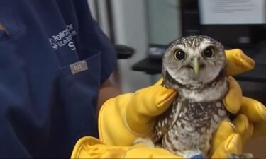 A burrowing owl is on the mend after suffering a bad injury when it got stuck in a storm shutter. According to the non-profit Project Perch