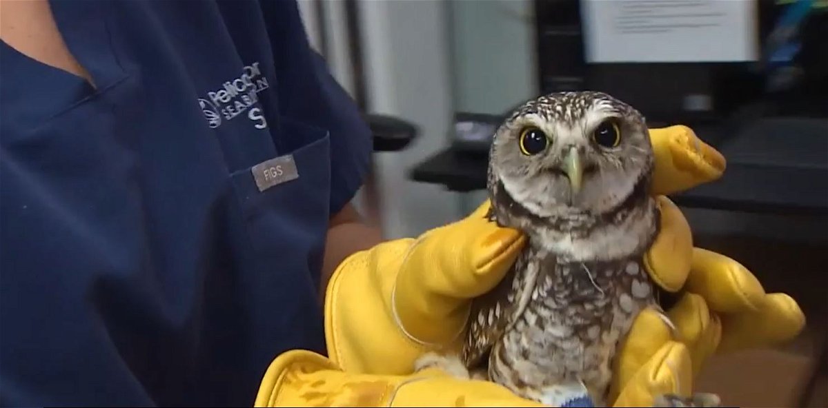 <i></i><br/>A burrowing owl is on the mend after suffering a bad injury when it got stuck in a storm shutter. According to the non-profit Project Perch