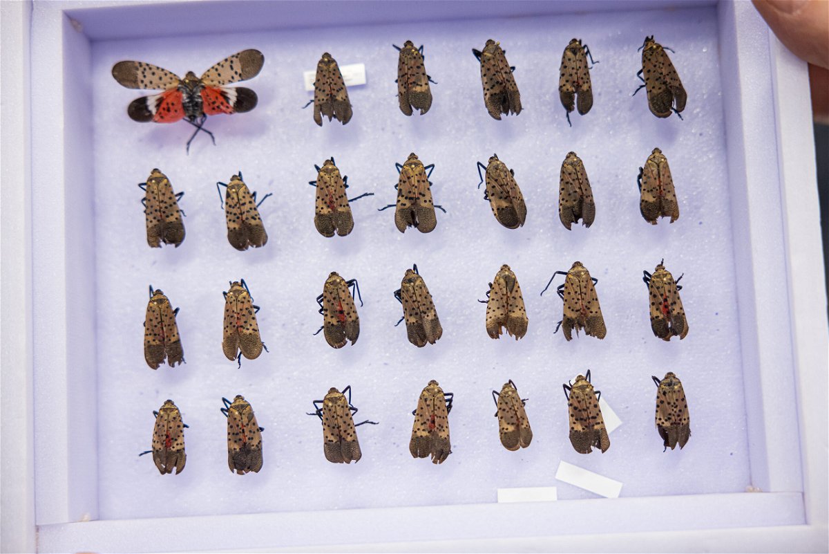 <i>Andrew Hurley/Yale</i><br/>Wilson's collection of spotted lanternflies will be preserved at Yale's Peabody Museum.