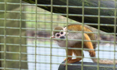 A man was arrested in the theft of 12 squirrel monkeys from a zoo in Broussard