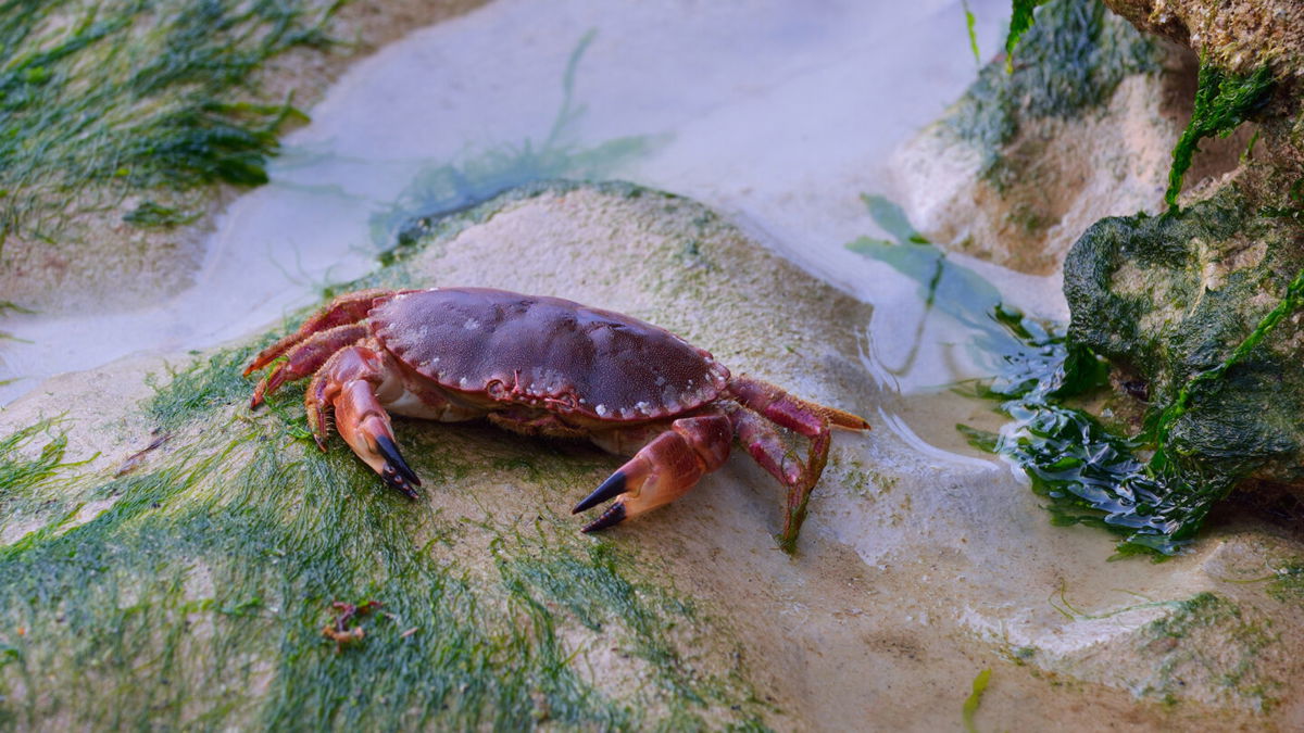 <i>Adobe</i><br/>A brown crab