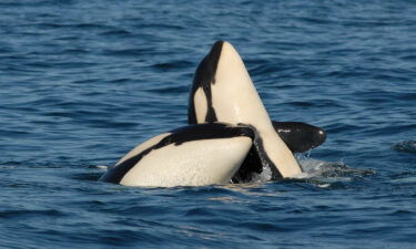 Female whales are reducing the likelihood of more offspring by caring for their adult sons