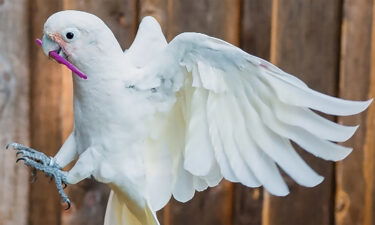 One of the Goffin's cockatoos flies while carrying tools in its mouth.