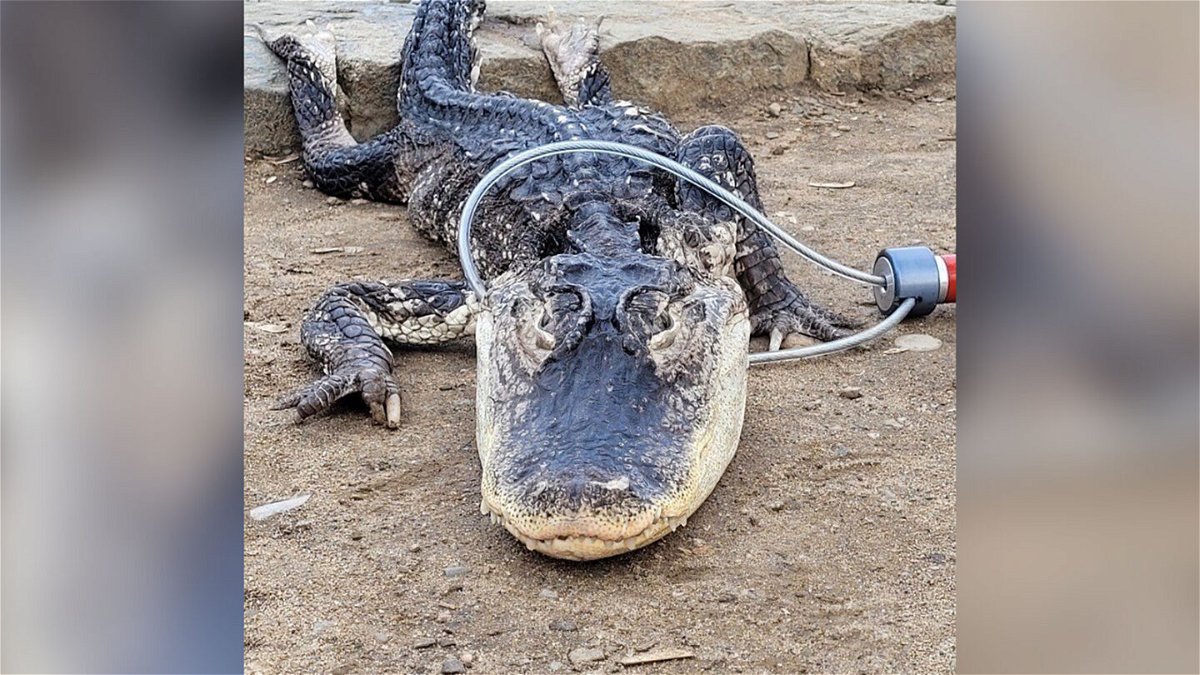 <i>Courtesy NYC Parks</i><br/>Workers from the New York City Department of Parks got a scaly surprise on Sunday when they discovered and rescued an alligator in a Brooklyn park